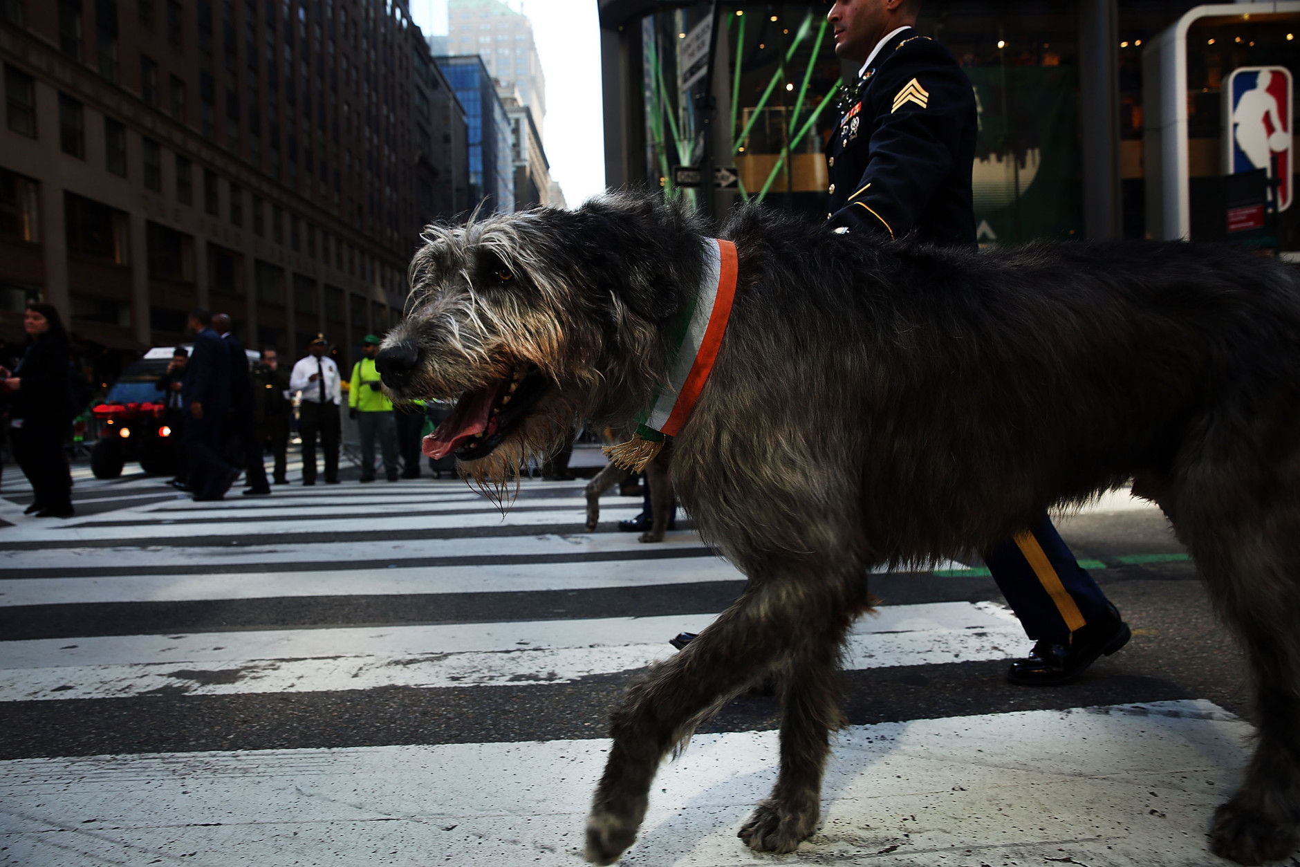 NEW YORK, NY - MARCH 17:  An Irish Wolfhound walks in the St. Patrick's Day parade, one of the largest and oldest in the world on March 17, 2016 in New York City. Now that a ban on openly gay groups has been dropped, New York Mayor Bill de Blasio is attending the parade for the first time since he became mayor in 2014. The parade goes up Fifth Avenue ending at East 79th Street and will draw an estimated 2 million spectators along its 35-block stretch.  (Photo by Spencer Platt/Getty Images)