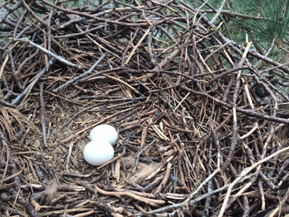 A look at a heron's nest, taken by tree climber while installing equipment for a webman. (Courtesy Great Blue Heron Rookery)