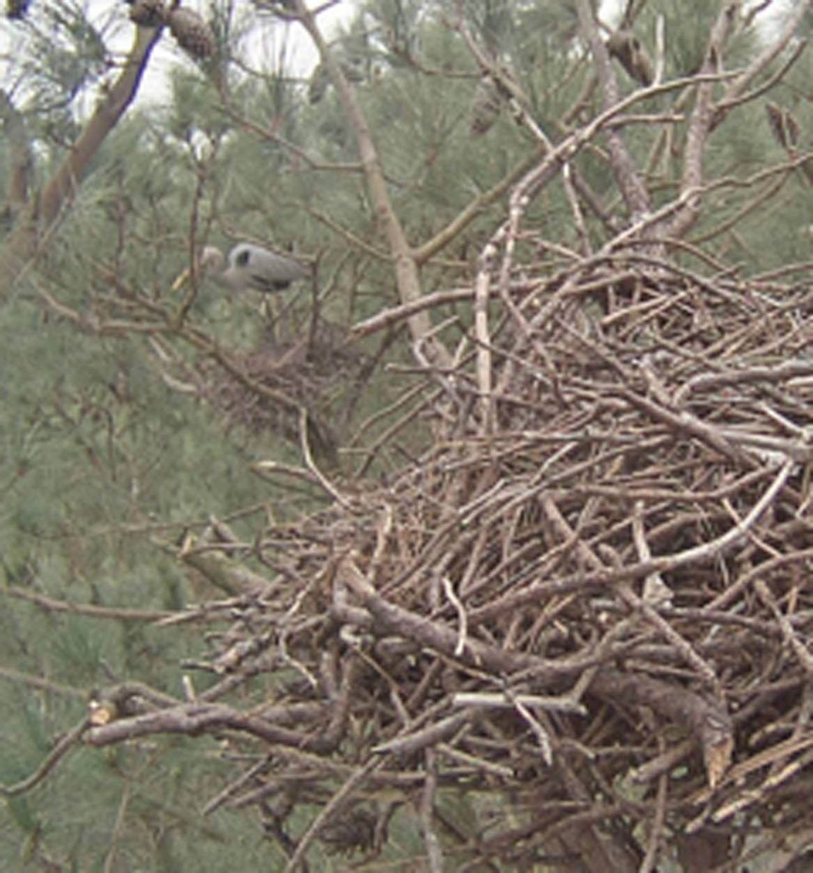 Another look at a heron's nest, taken by tree climber while installing equipment for a webcam. (Courtesy Great Blue Heron Rookery)