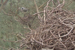Another look at a heron's nest, taken by tree climber while installing equipment for a webcam. (Courtesy Great Blue Heron Rookery)