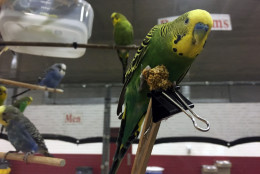 A parakeet at the Super Pet Expo. (WTOP/Mike Murillo)