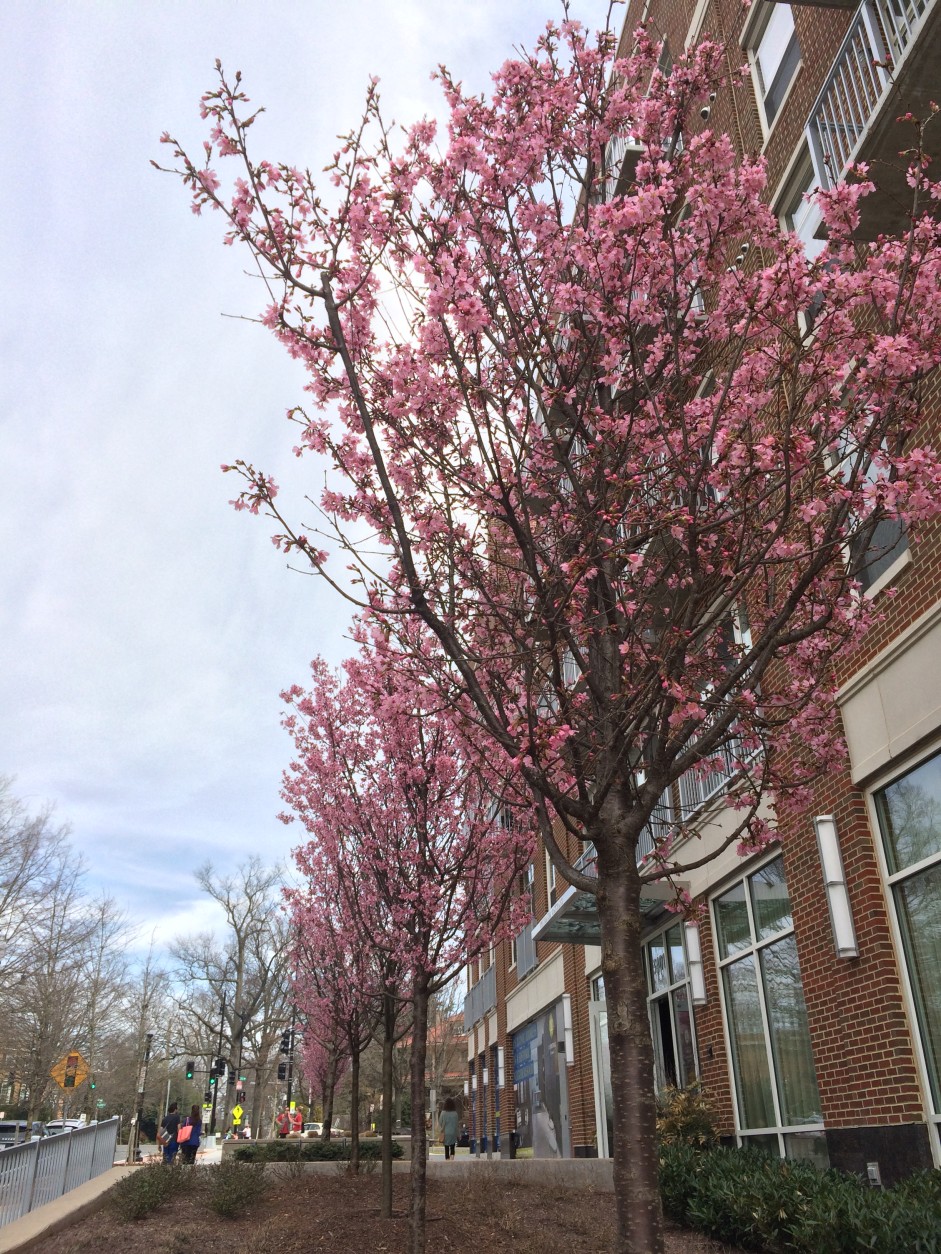 As trees start to bloom in our region, allergists say we have a short window before symptoms get really bad. (WTOP/ Sarah Beth  Hensley)
