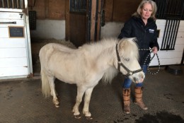 DeEtte Hillman of Days End Farm Horse Rescue with Rio. The horse is recovering well from 11 or 12 years of hoof neglect. (WTOP/Michelle Basch)