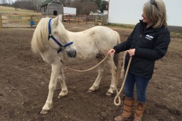 When he was rescued, Quest was found in an enclosure walking on more four feet of manure and hay. He had severe hoof neglect, but has made "miraculous" progress.  (WTOP/Michelle Basch)