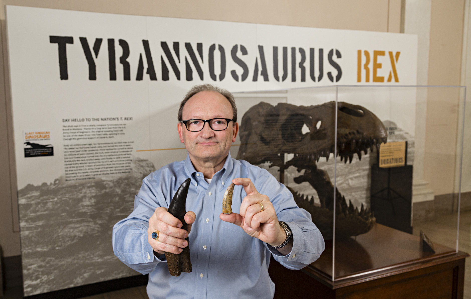 Hans Sues, Chair, Department of Paleobiology, National Museum of Natural History, Smithsonian Institution holding a cast (right hand) of a Tyrannosaurus Rex tooth for comparison with an actual tooth of the new tyrannosaur Timurlengia euotica, from the Late Cretaceous Period that was found in the Kyzylkum Desert, Uzbekistan. (Courtesy James Di Loreto, Smithsonian)