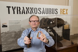 Hans Sues, Chair, Department of Paleobiology, National Museum of Natural History, Smithsonian Institution holding a cast (right hand) of a Tyrannosaurus Rex tooth for comparison with an actual tooth of the new tyrannosaur Timurlengia euotica, from the Late Cretaceous Period that was found in the Kyzylkum Desert, Uzbekistan. (Courtesy James Di Loreto, Smithsonian)