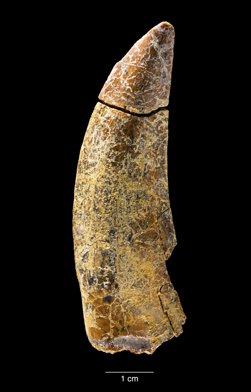 Tooth of the new tyrannosaur Timurlengia euotica, from the Late Cretaceous Period that was found in the Kyzylkum Desert, Uzbekistan. (Courtesy James Di Loreto, Smithsonian)