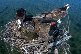 An image from the 2015 Osprey Cam season. (Courtesy Cheseapeake Conservancy)