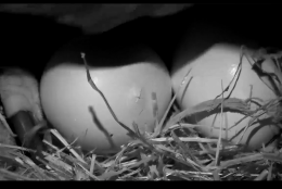 Seen here, a "pip in process" at a bald eagle nest at the U.S. National Arboretum.(© 2016 American Eagle Foundation, EAGLES.ORG.)