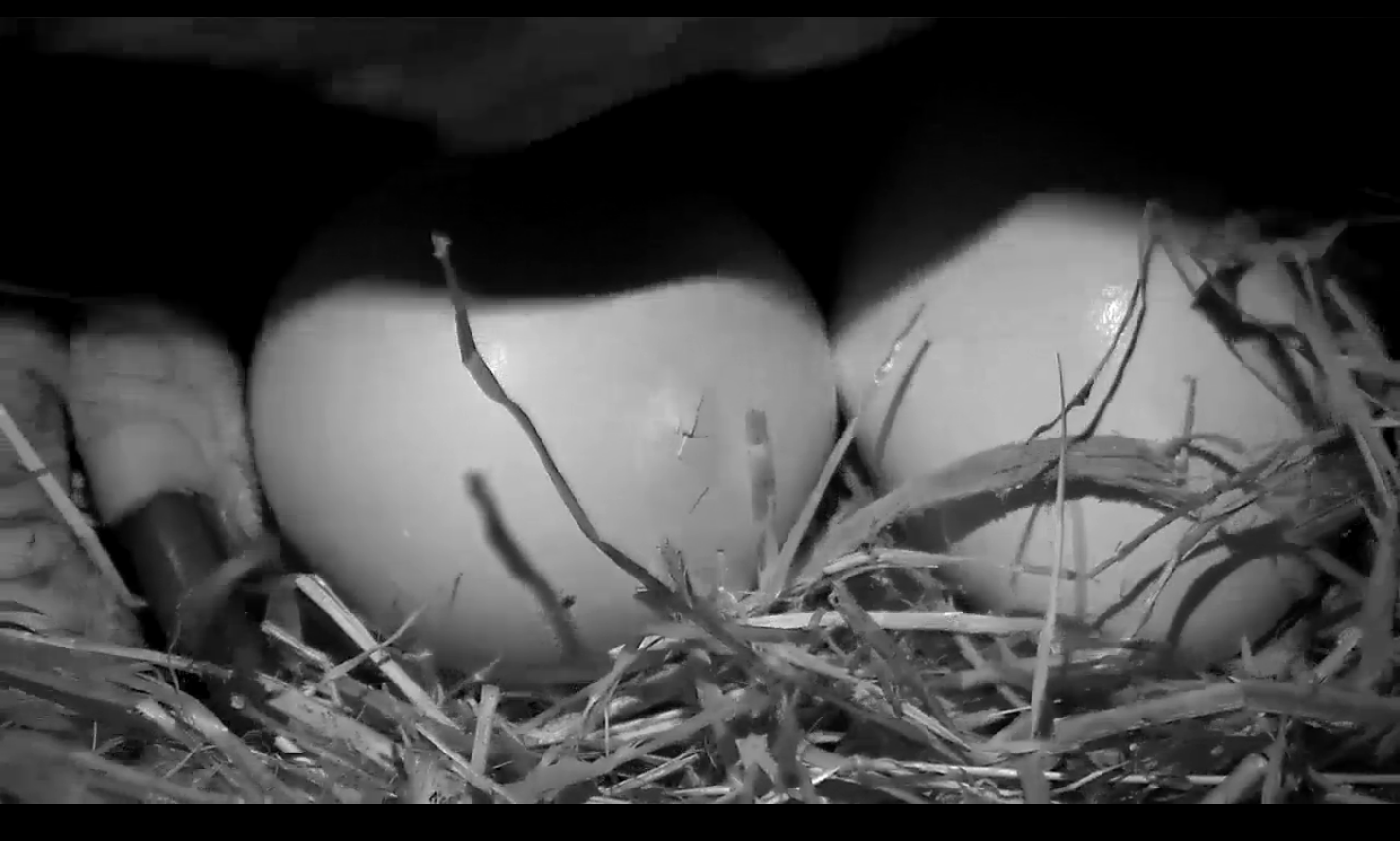 Seen here, a "pip in process" at a bald eagle nest at the U.S. National Arboretum.(© 2016 American Eagle Foundation, EAGLES.ORG.)