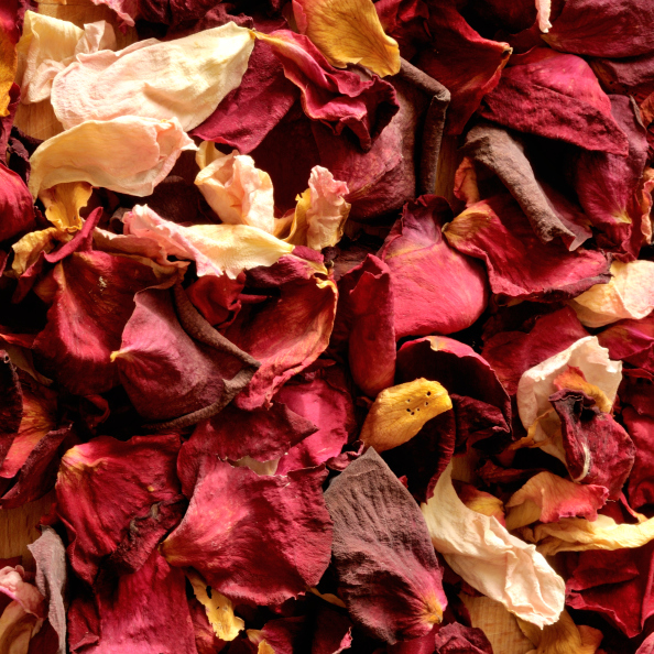 dried rose petals, background, square format