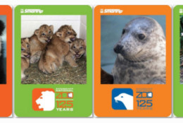 A line of SmarTrip cards to commemorate the 125th Anniversary of the National Zoo. (WMATA)