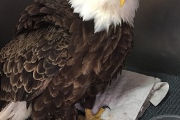 The bald eagle rescued by police in Potomac, Maryland Thursday is doing better today after downing a big meal of whole perch. "She's eating and that's a good sign," Suzanne Shoemaker of Owl Moon Raptor Center tells WTOP. "She's definitely perkier today, and the bleeding in the mouth has stopped." (Courtesy of Owl Moon Raptor Center)