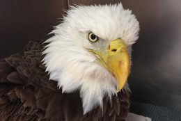 The bald eagle rescued by police in Potomac, Maryland Thursday is doing better today after downing a big meal of whole perch. "She's eating and that's a good sign," Suzanne Shoemaker of Owl Moon Raptor Center tells WTOP. "She's definitely perkier today, and the bleeding in the mouth has stopped." (Courtesy of Owl Moon Raptor Center)