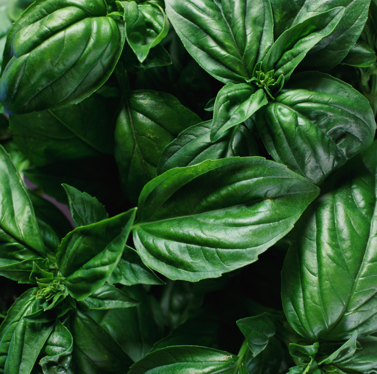 Garden Plot Attack of the basil blight WTOP News