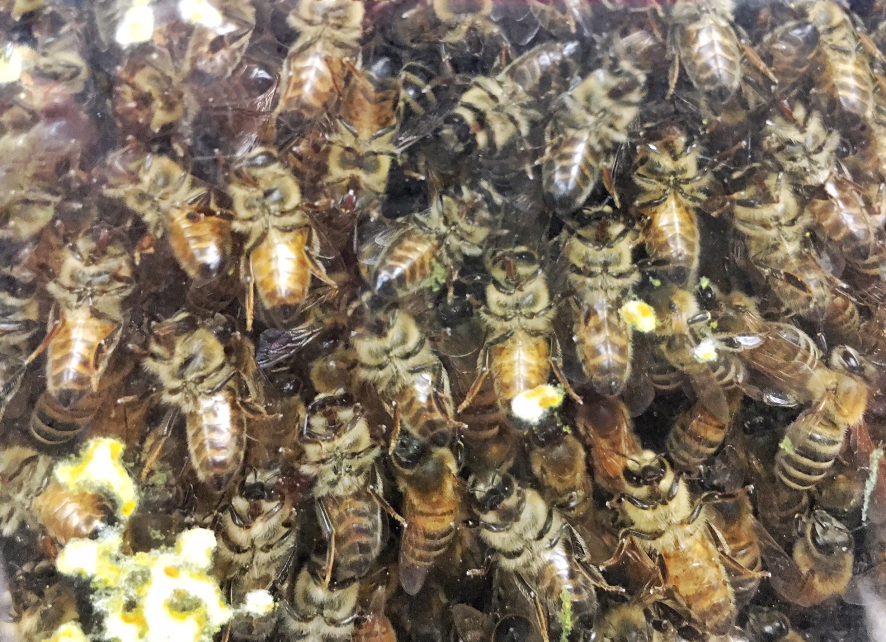 Mac's job is to inspect and certify every beehive in the state. They respond to calls from beekeepers -- professionals and hobbyists alike -- who have run into problems and worry about something called American foulbrood disease. (WTOP/Kate Ryan)