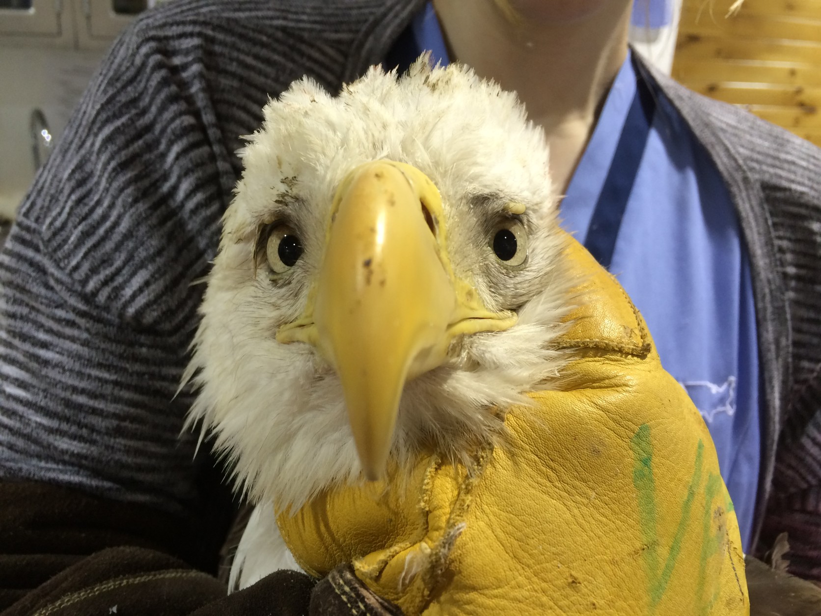 This eagle suffered from lead poisoning and subsequently passed away. (Courtesy  Wildlife Center Va)