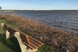 This scenic view of the Potomac River is just a short walk from the home where police say the murder happened on River Drive in the quiet and secluded Hallowing Point community of Fairfax County. (WTOP/Michelle Basch)