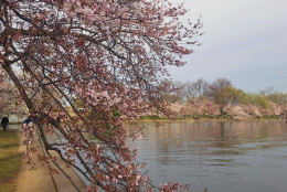 Pink cherry blossoms are budding along the Tidal Basin in D.C. on Wednesday, March 23, 2016. Peak bloom, when 70 percent of the blossoms are blooming, is expected to arrive by the weekend. (WTOP/Kathy Stewart)