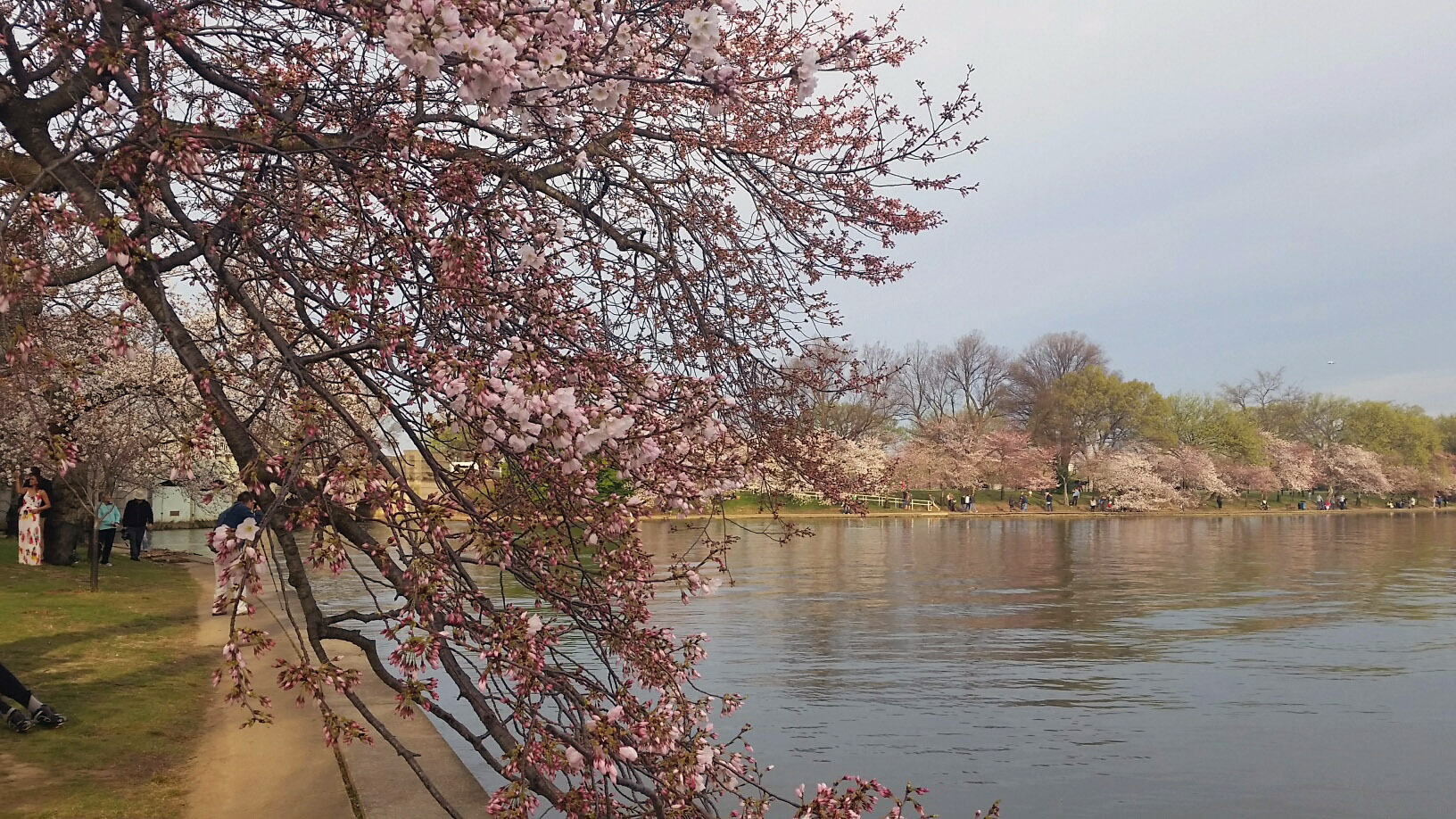 Pink cherry blossoms are budding along the Tidal Basin in D.C. on Wednesday, March 23, 2016. Peak bloom, when 70 percent of the blossoms are blooming, is expected to arrive by the weekend. (WTOP/Kathy Stewart)