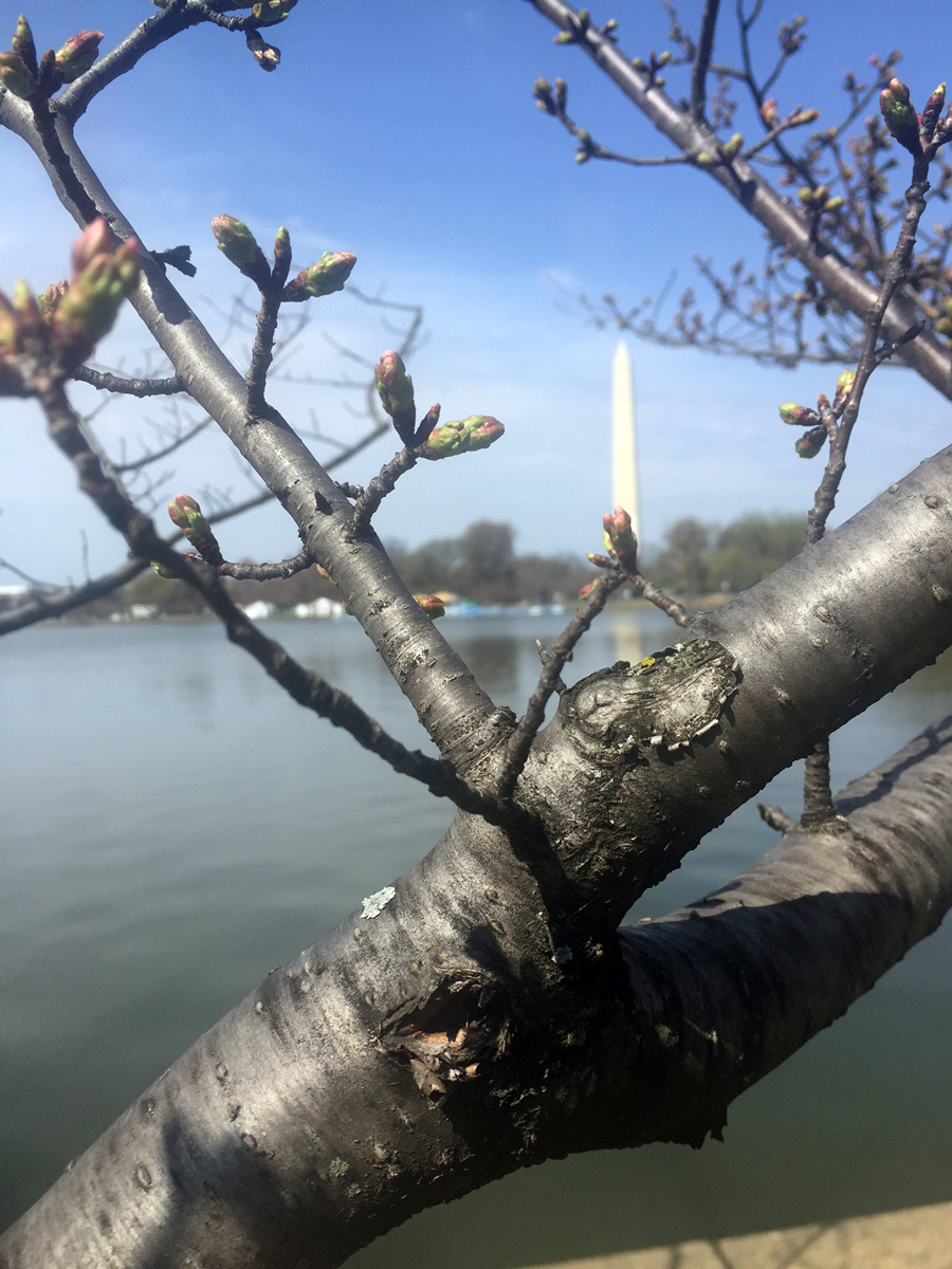 Could cold snap impact D.C.’s cherry blossoms?