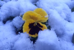 A pansy sticks out  from the snow. (WTOP/Dave Dildine)
