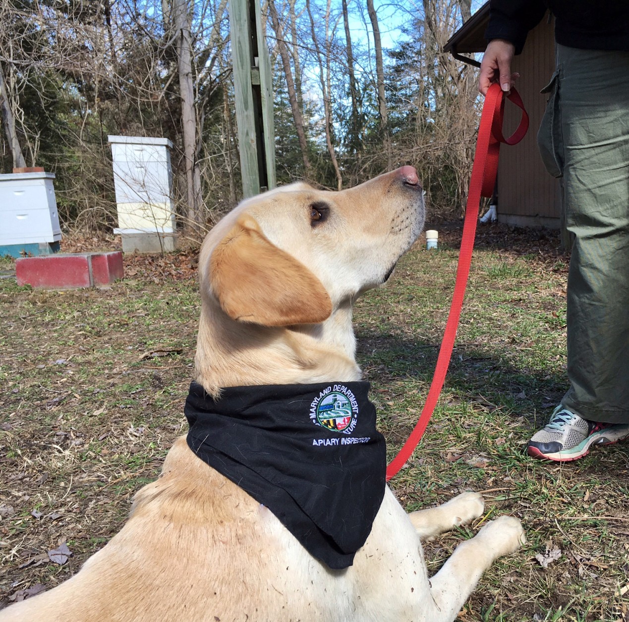 Mac is a beehive inspector with the Maryland Department of Agriculture. He's the only dog with the job in the country. (WTOP/Kate Ryan)