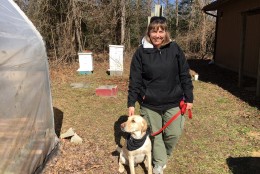 Cybil Preston says Mac’s the only dog in the entire country working as a beehive inspector for a Department of Agriculture. He's a mellow dog with a good work ethic, he says. (WTOP/Kate Ryan)