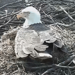 Hatch Watch! Nation Transfixed by Two Bald Eagle Eggs on Live Cam