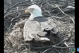 The Metropolitan Police Department Academy in Southeast D.C. launched a live stream of its bald eagle nest after the pair of eagles laid two eggs last month. (Courtesy MPD/UStream)