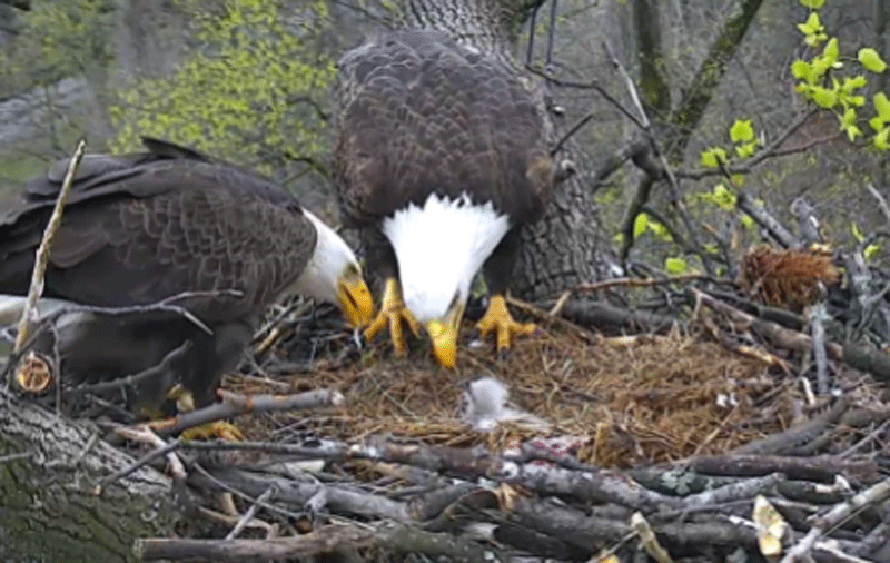 The 2nd eagle hatched Sunday morning, approximately 7 a.m. (Courtesy of America Eagle Foundation, EAGLES.org)