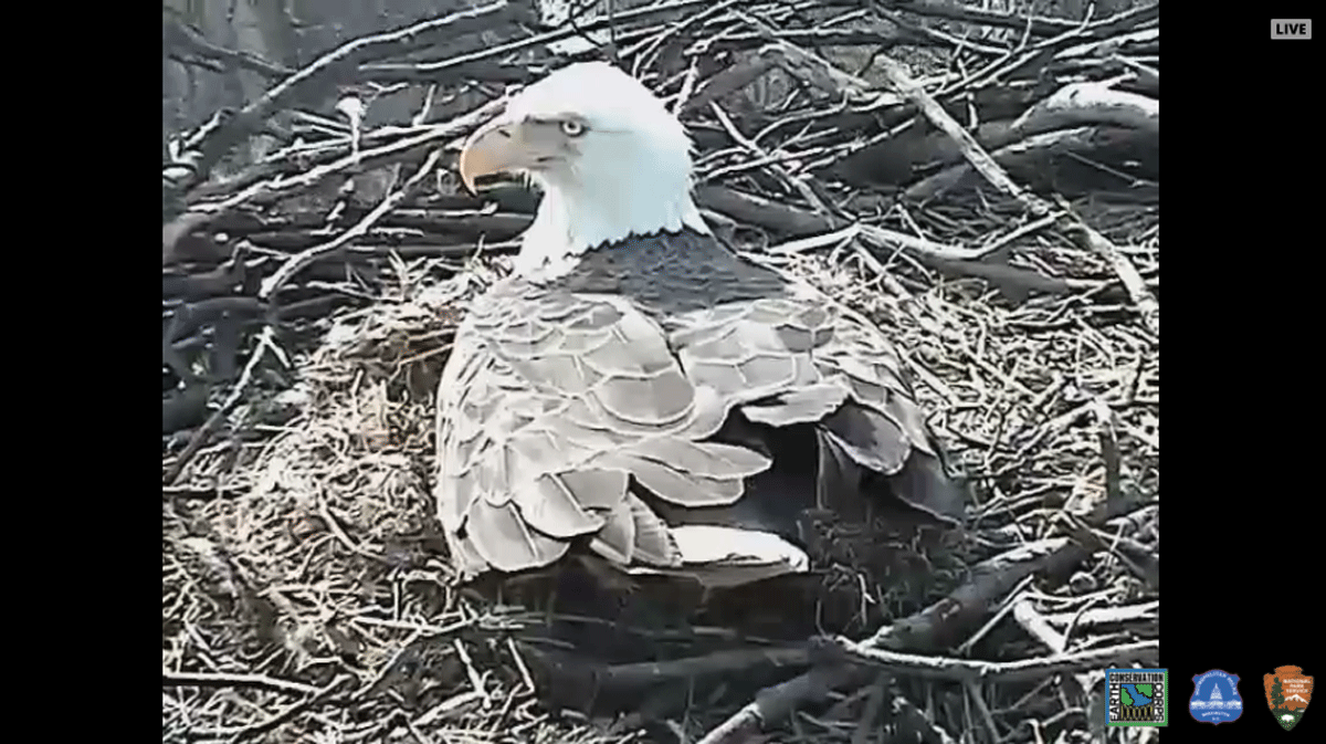 Camera captures another set of soon-to-hatch bald eagle eggs (Video)