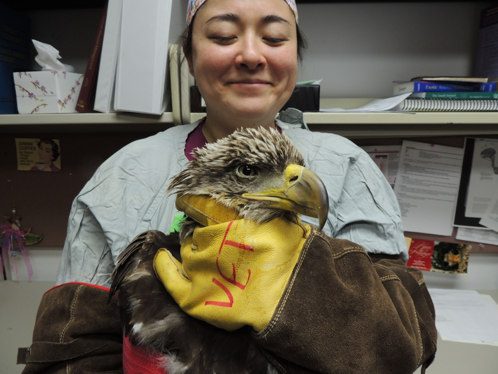 This eagle also suffered from lead toxicity and subsequently passed away. (Courtesy Wildlife Center of Virginia)