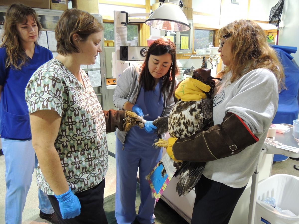 was found injured in Keswick, VA. The eagle was released in December 2015. (Courtesy Wildlife Center of Virginia)