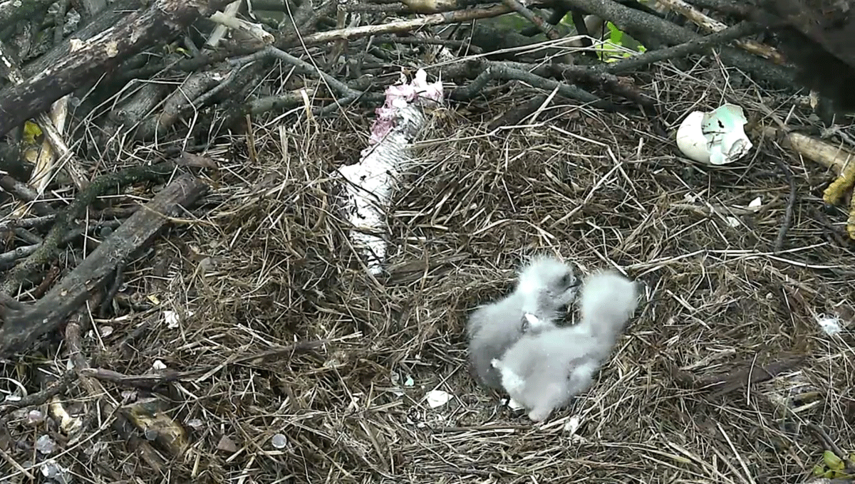 The 2nd eagle hatched Sunday morning, approximately 7 a.m. (Courtesy of America Eagle Foundation, EAGLES.org)