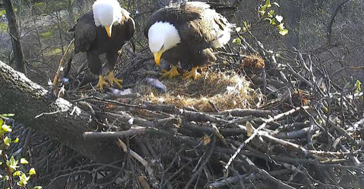 "Mr. President” and “The First Lady" of the Arboretum's bald eagles feast on a fish dinner as they wait for their eggs to hatch. (© 2016 American Eagle Foundation, EAGLES.ORG.)