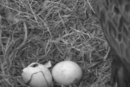 One of the Arboretum's bald eagles' eggs is seen with a broken shell around 7 p.m. March 17, 2016. (© 2016 American Eagle Foundation, EAGLES.ORG.)