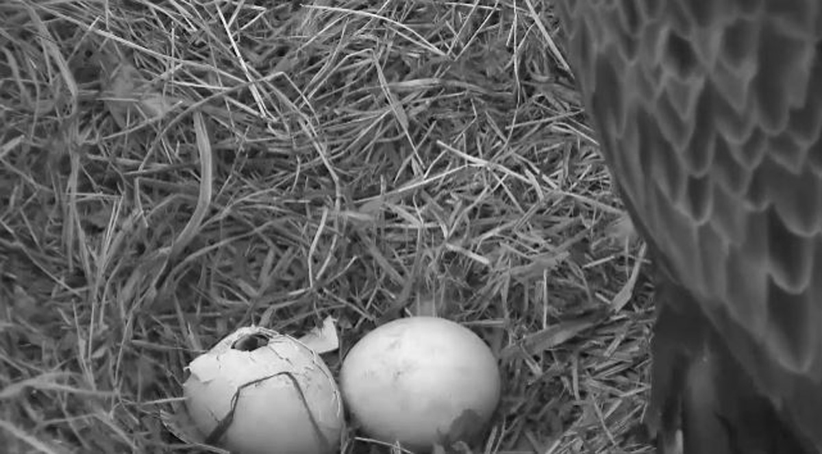 One of the Arboretum's bald eagles' eggs is seen with a broken shell around 7 p.m. March 17, 2016. (© 2016 American Eagle Foundation, EAGLES.ORG.)