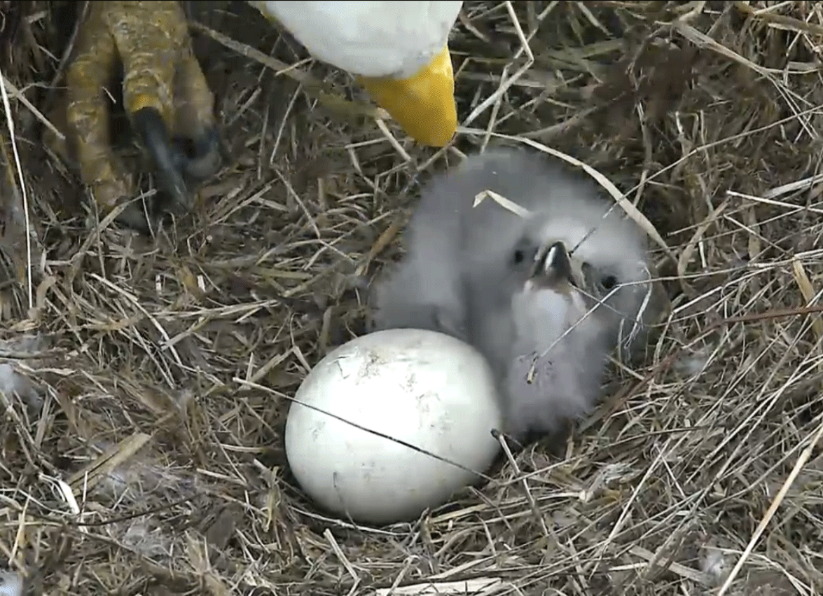 Second egg is undergoing the process of "piping," which comes right before the egg shells are completely broken.  Saturday March 19, 2016.  (Courtesy of  America Eagle Foundation)