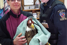 A member of the team at Owl Moon Raptor Center (left) and Animals Services Division Officer Jennifer Gill (right) with "Trust," the bald eagle. (Courtesy Montgomery County Police Department)
