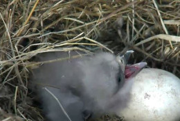 The baby eagle lets out a cry around 4:40 p.m. on March 18, 2016. (© 2016 American Eagle Foundation, EAGLES.ORG.)