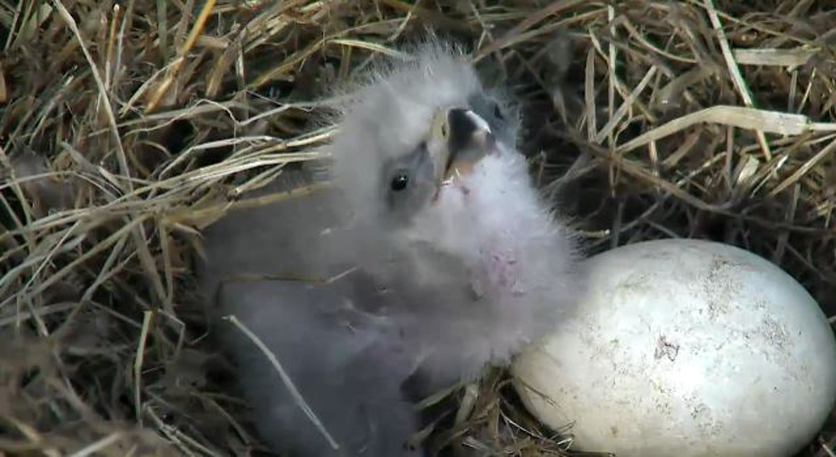 The baby eagle seen around 4:40 p.m. on March 18, 2016. (© 2016 American Eagle Foundation, EAGLES.ORG.)