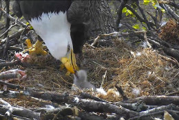 One of the Arboretum's bald eagles' and an eaglet are seen around 4:40 p.m. March 18, 2016. (© 2016 American Eagle Foundation, EAGLES.ORG.)