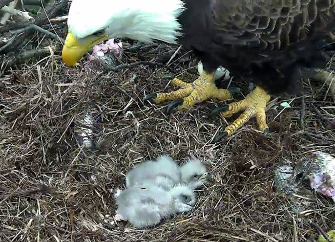 The 2nd eagle hatched Sunday morning, approximately 3 a.m. March 20. Mom and dad spent the morning feeding the two eaglets fish. (Courtesy of America Eagle Foundation, EAGLES.org