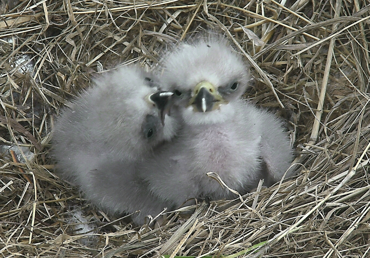 Oh babies! Second bald eagle hatches Sunday (Photos) - WTOP News