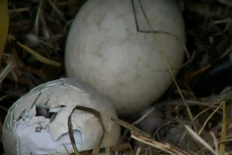One of the Arboretum's bald eagles' eggs starts hatching around 2 p.m. March 17, 2016. (© 2016 American Eagle Foundation, EAGLES.ORG.)