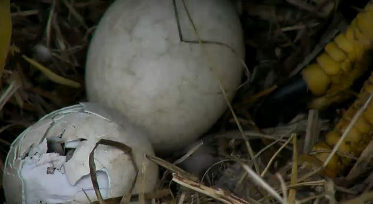 One of the Arboretum's bald eagles' eggs starts hatching around 2 p.m. March 17, 2016. (© 2016 American Eagle Foundation, EAGLES.ORG.)