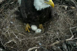 One of the Arboretum's bald eagles keeps guard over the nest at about 3 p.m. March 17, 2016 after an eaglet began breaking through its' egg. (© 2016 American Eagle Foundation, EAGLES.ORG.)