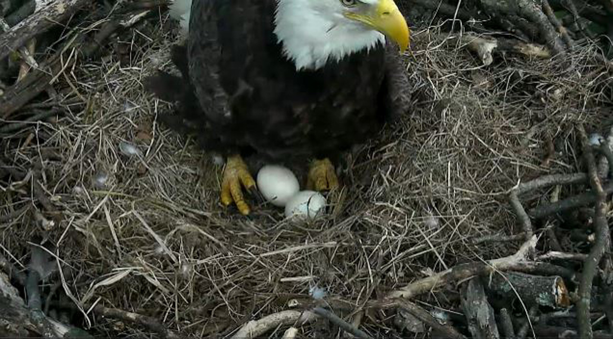 One of the Arboretum's bald eagles keeps guard over the nest at about 3 p.m. March 17, 2016 after an eaglet began breaking through its' egg. (© 2016 American Eagle Foundation, EAGLES.ORG.)