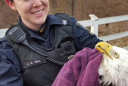 Animals Services Division Officer Jennifer Gill, with Montgomery County Police, helps injured bald eagle, "Trust." (Courtesy Montgomery County Police Department)